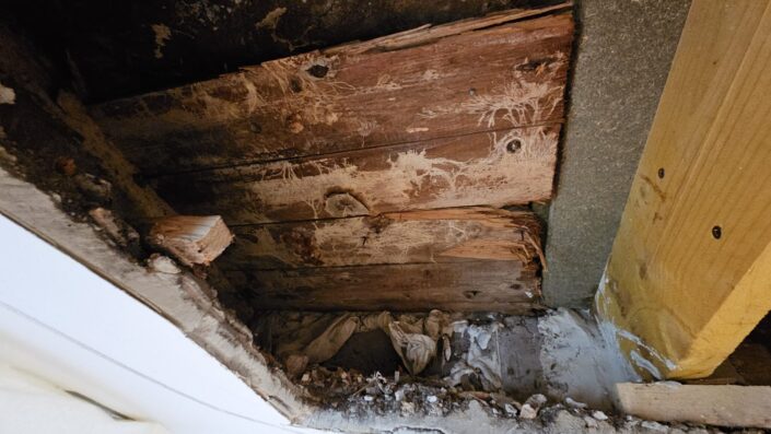 champignon lignivore fissure et affaissement plafond appartement